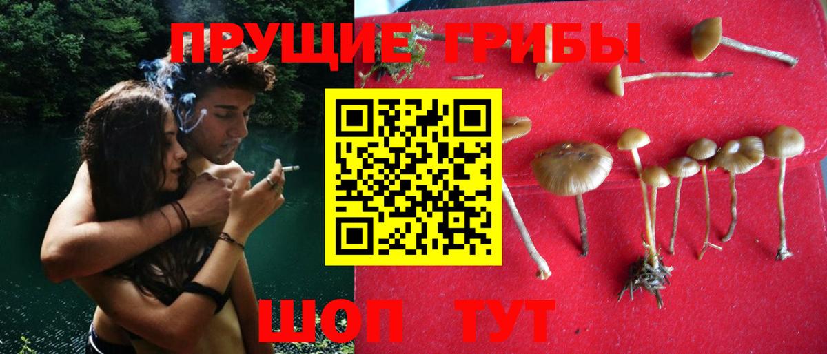 Галлюциногенные грибы мицелий Берёзовский